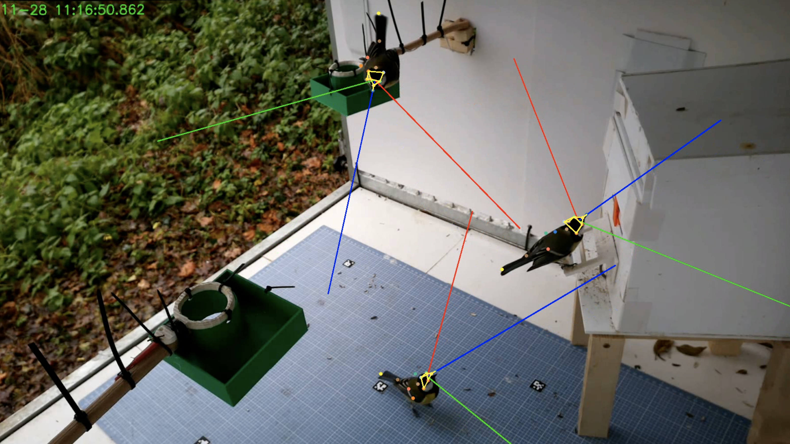 birds using a puzzlebox